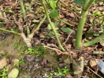 南阳裸根月季苗的整地与种植