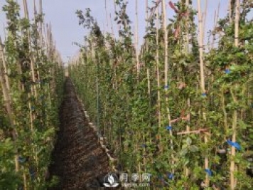 藤本月季该如何修剪？南阳专家告诉你方法