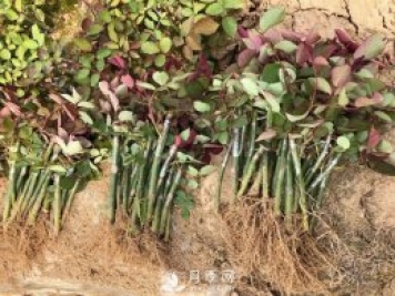 专家心得来告诉你月季的扦插方法