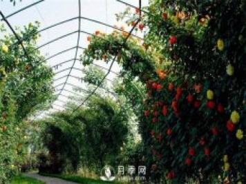 月季(红蜘蛛、白粉病、黑斑病)防治及施肥技巧