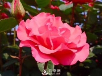 新手应该如何修剪月季？不同类型有办法