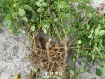裸根的月季该如何种植？南阳大田月季基地告诉你