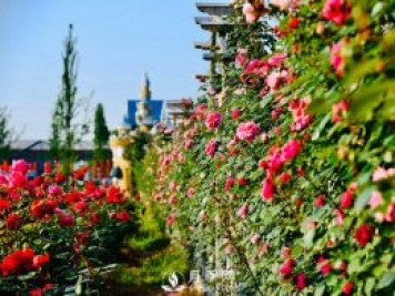 月季扦插繁衍操作简洁省工省地