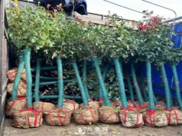 园林绿化中大规格苗木的移栽种植