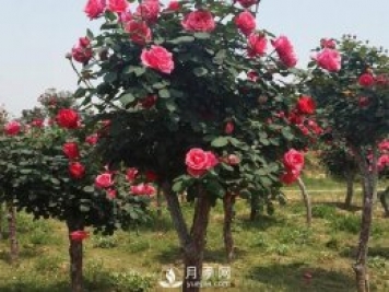 树状月季的病虫害防治，月季的二十四个节气对应养护