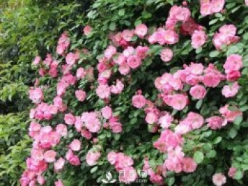 藤本月季的几个错误方法，生长阶段要注意