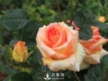 怎样提高苗木移栽成活率？