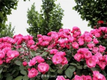 园林花木的分类知识，乔木、灌木、藤本