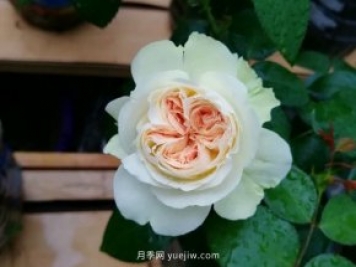 夏日羊绒月季为什么受到喜爱？是藤本还是灌木？