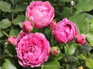 切花月季应该如何进行采收、保存、运输？