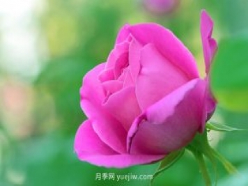 3月天气变暖，美丽的月季也有了花苞