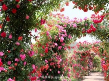 月季的品类有哪些？有什么区别吗？