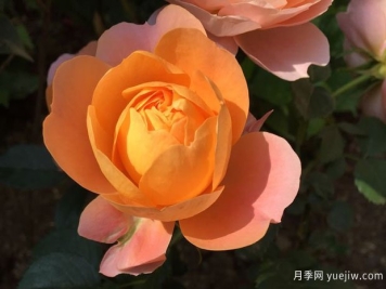 血腥橙色月季的优缺点是什么？