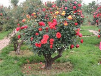 苗木种植的三道工序