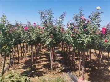 2公分月季树多少钱一棵？ 2公分树状月季价格