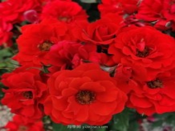 红五月月季-红得辣眼睛的国月月季