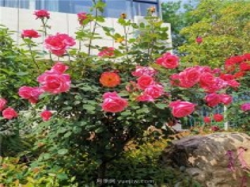 月季花开正盛，期待市花城市建设