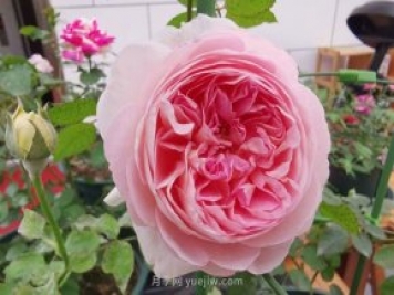 亚伯拉罕达比月季，完美级别，后代超多