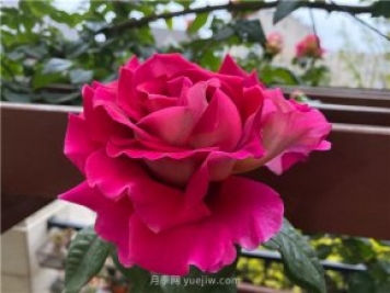 古龙月季，强烈推荐给喜爱月季花的花友