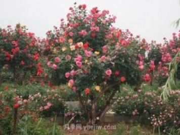 年产值25亿！中国月季八成南阳种植