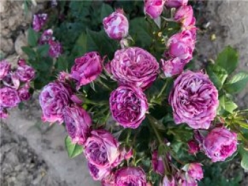 5月最后2天，月季春花将要谢幕了