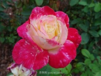 月季花的种类非常多，哪一种月季花好养活？推荐5个品种