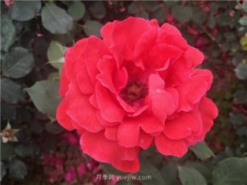 20种经典月季品种，妆点南阳火热的夏季