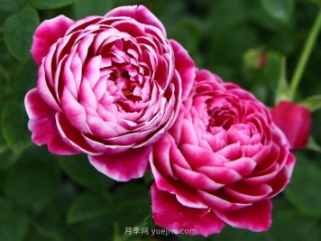 切花月季--玛丽玫瑰是你值得拥有的美丽