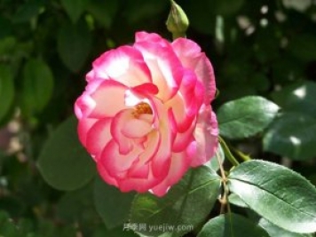 哪些栽培管理措施可以调控月季花期