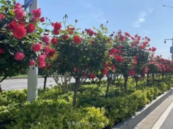 园林造型树木修剪方法