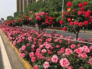 园林绿化施工五大细节要点，提高成活率