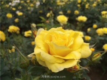 为什么越来越多的月季花友抛弃欧月？这些缺点是很多人的痛点