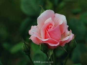 月季花需要在什么时候扦插？扦插的办法有哪些？