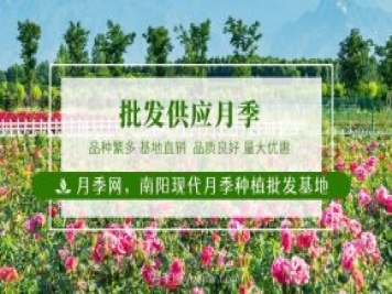 南阳月季花后如何修剪？什么时候修剪比较好？