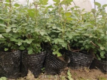 扦插月季先发芽怎么办