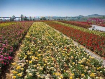 苗木灌溉除草施肥的重要管理技术