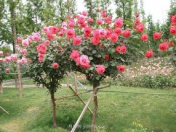 刚买的月季栽种注意6个问题，少病虫多开花的关键