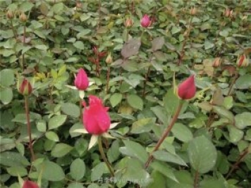 月季扦插最简单方法