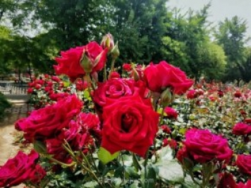 月季就是一个药罐子，月季常见的病虫害有哪些？