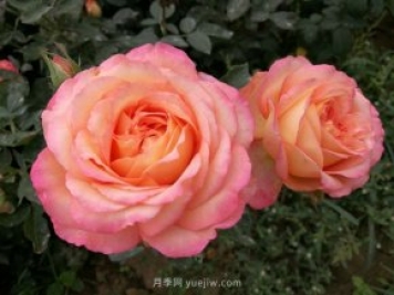 大花月季知识百科