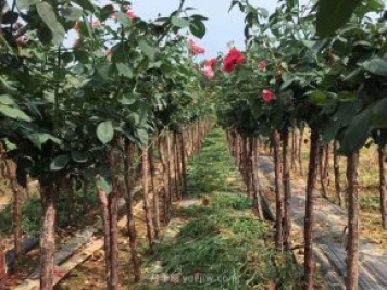 树状月季知识百科