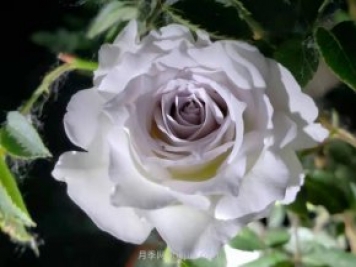 加百列大天使月季，优点多缺点也多的日本月季