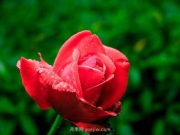 月季花可以放在室内养吗？