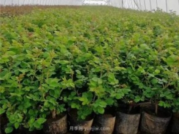 扦插的南阳月季多久会开花？