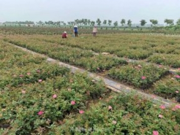 南阳月季怎样扦插成活率高？月季网分享办法