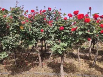 月季必知的养护管理基本条件