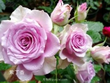 玫瑰花语大全！送花，原来有这么多讲究！