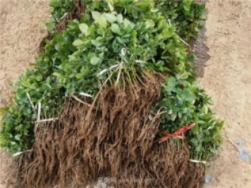 月季扦插最简单方法——水插法