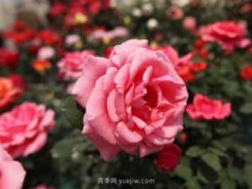 大花月季品种有哪些？和丰花月季的区别在哪？