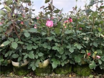 月季出现黄叶是什么原因，应该如何处理养护？